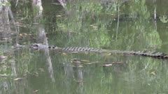 Saltwater crocodile swims through frame
