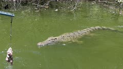 Australian saltwater crocodile