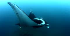 A Medium Shot of a Giant Manta Ray, Manta birostris, that is  being cleaned by Blacknosed butterflyfish, Johanrandallia nigrirstris as it glides in the sea.