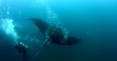 Medium shot showing Rescue of a Giant Manta Ray, Manta birostris, that is entangled with thick fishing line. The diver works quickly  cutting off pieces of the thick fishing line. 