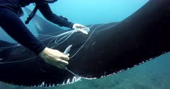 Close Up shot showing Rescue of a Giant Manta Ray, Manta birostris, that is entangled with thick fishing line. The diver works quickly  cutting off pieces of the thick fishing line. 