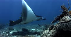 MS to CU Komodo, Reef manta with damaged wing, Manta alfredi,hovers at cleaning station