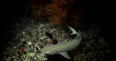 Medium shot of Hunting Whitetip Reefshark Giant Trevally and Moray eels on a coral reef at night Triaenodon obesus Caranx ignobilis