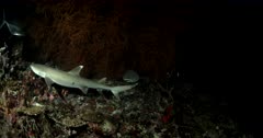 Medium shot of Hunting Whitetip Reefshark Giant Trevally and Moray eels on a coral reef at night Triaenodon obesus Caranx ignobilis