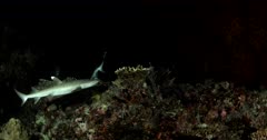 Medium shot of Two Hunting Whitetip Reefshark, a Giant Trevally and Moray eel on a coral reef at night Triaenodon obesus Caranx ignobilis