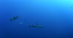 Two Whitetip Reefshark, Triaenodon obesus swim past