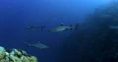 A Whitetip Reefshark, Triaenodon obesus and Two Gray Reef sharks,Carcharhinus amblyrhynchos glide in the blue sea.