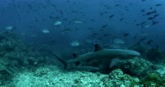 Giant Trevally - Caranx ignobilis, Bluefin Trevally - Caranx melampygus and WhiteTip reef shark, Triaenodon obesus swim past the camera