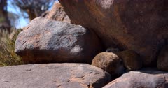 Reveal shot of a mother Dassie,Rock Hyrax, Procavia capensis and her cute tiny baby snuggling in her neck.