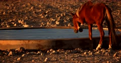 A Wild Horse drinking,kicking up water and then looking directly at the camera