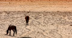 Medium shot of two wild horses walking on the worn desert paths.