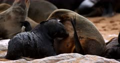 Close up of a Juvenile Cape Fur Seal suckling on its mom, testing a few teats.