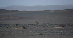 Two Black-backed Jackal, Canis mesomelas hunting for food on Skeleton Coast Sand dunes run past the camera with the shimmering heat haze in the distance.