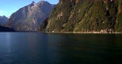 Common Bottlenose dolphin,Tursiops play in the Tasman sea inlet at Milford Sound