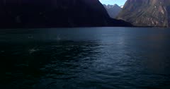 Common Bottlenose dolphin,Tursiops expel air from their blow holes as they swim in the Tasman Sea inlet at Milford Sound