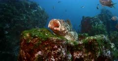 A red scorpionfish  or grandaddy hapuka (Scorpaena cardinalis)Scorpion fish,  opens its mouth widely