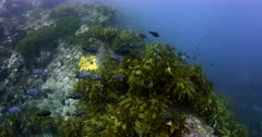 A wide shot of a school of Two spot demoiselles, damsel fish,Chromis dispilus  swim in front of sea weed