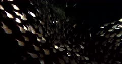 A close up slow motion shot of a  huge school of Silver Sweeper fish, Pempheris schwenkii  swim together in a cave.