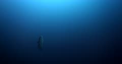 A slow motion shot Sun fish, Mola alexandrini, Mola ramsayi  staying almost vertically in the ocean while being cleaned by Longfin Banner fish, Heniochus acuminatus it then swims towards and past the camera.