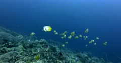 A close up, slow motion shot of a large school Blacklip Butterflyfish, Chaetodon kleinii swimming past the camera.
