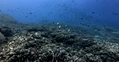 A wide shot of a school of Moorish idol fish, Zanclus cornutus and other reef fish swimming over Thin Leaf Lettuce hard Coral, Agaricia tenuifolia