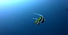 A stunning close up slow motion shot of Two Longfin Bannerfish, Heniochus acuminatus swimming in the blue ocean