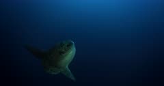 A close up slow motion shot of a Sun Fish, Mola alexandrini, Mola ramsayi