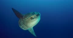 A close up slow motion shot of a clear side view  of a Mola,Sun Fish, Mola alexandrini, Mola ramsayi swimming in the ocean.