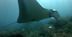A slow motion Close up a Reef Manta Ray, Manta alfredi floating side ways towards the camera and showing its face and belly to the camera.