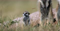 An Extreme Close up shot of the upper body and face of a very inquisitive Juvenile Meerkat or Suricate, Suricata suricatta out of the den, standing next to mom and dad.