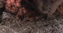 A Slow Motion, Close Up shot of Five Banded Pipefish,Doryrhamphus dactyliophorus swirling in a protected spot just above the sea bed.