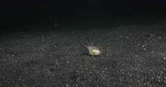 A Wide Shot of a Longhorn Cowfish, Lactoria cornuta searching, hunting for food at night, swimming directly to the camera using the lights of the camera to attract its prey.