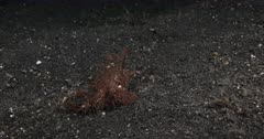 An Ambon Scorpionfish, Pteroidichthys amboinensis using the camera lights at night to hunt for its prey.
