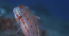 Close up of the upper half of two Maiden Goby,Orange-Dashed Goby, Valenciennea puellaris