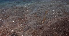 A Close Up Slow Motion shot of a Robust Ghostpipefish, Solenostomus cyanopterus floats in the ocean, well camouflaged like a sea weed, with its snout down towards the sea bed