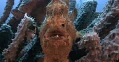 Close Up shot  of the face of an Orange Giant frogfish, Antennarius commerson (commersonii) on a grey Branching Vase Sponge, Callyspongia vaginalis  breathing with its mouth open.