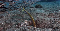 A Ribbon Eel, also known as the leaf-nosed moray eel or Bernis Eel, Rhinomuraena quaesita catches a  juvenile Striped catfish, Plotosus lineatus pulls it into its burrow but the Catfish gets away. Watch till the end of the clip.
