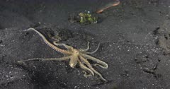 Tracking shot in Slow Motion of a White-V Octopus, Abdopus sp1 slithering along the sea bed with its outstretched tentacles, searching for somewhere to hide.
