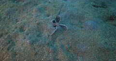 A tracking shot of a Mimic Octopus, Octopus sp19, Thaumoctopus mimicus slithering along the sea bed looking for a hole to hide in.