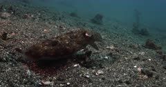 A Slow Motion Close Up shot of a  Broadclub cuttlefish, Sepia latimanus  moving around its hole in the sea bed.