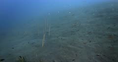 A School of Six Razorfish,Aeoliscus strigatus float above the sea bed , head down