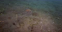 A tracking shot of a Mimic Octopus, Octopus sp19, Thaumoctopus mimicus slithering along the sea bed looking for a hole to hide in.