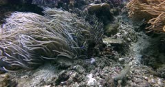 A Close Up Slow Motion Shot of a large School of Banggai Cardinalfish, Pterapogon kauderni swaying next to a cream and white anemone, using the anemone as a shelter.