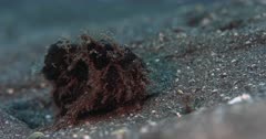 A Close Up,Slow Motion Shot of a Striped or Hairy Frogfish, black variation,Antennarius striatus walking along the sea bed.