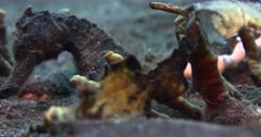 Close up slow Motion shot from the face of a Common Seahorse, Hippocampus taeniopterus breathing through its snout and gills, to its tail attached to some sponge.