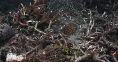 Two Mandarinfish or Mandarin dragonet,  Synchiropus splendidus swim around the broken coral