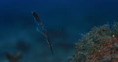 Close Up Side View shot of a Black Robust Ghostpipefish, Solenostomus cyanopterus swaying head down in the water imitating a sea weed in disguise.
