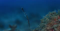 Close Up shot of a Black Robust Ghostpipefish, Solenostomus cyanopterus swaying head down in the water imitating a sea weed in disguise, breathing heavily through its snouted mouth.