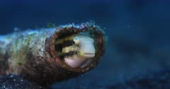 A Close Up shot of  the face looking directly at the camera  of a Striped poison fanged Blenny fish, Meiacanthus grammistes with its mouth open hiding in a pipe.
