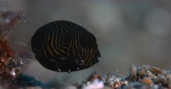 A Macro Side shot of a Star Puffer, young juvenile,Arothron stellatus floating above the sea bed using its body movement to swim in the water.